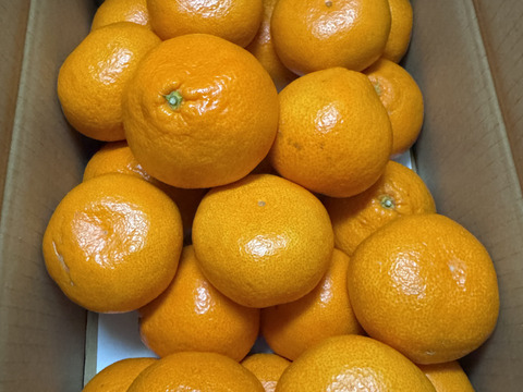 【冬ギフト】農家直送！有田みかん5kg≪3Lサイズ（超大玉） 秀品≫【平武農園】～蛍飛ぶ町から旬の便り～　和歌山｜有田｜田口｜ギフト｜こだわり　産地直送　お取り寄せ