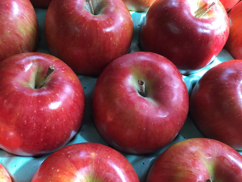 『シナノスイート』ご家庭用秀品約５kg　スマートフレッシュで収穫時の鮮度そのままサックサク！甘くてジューシー！