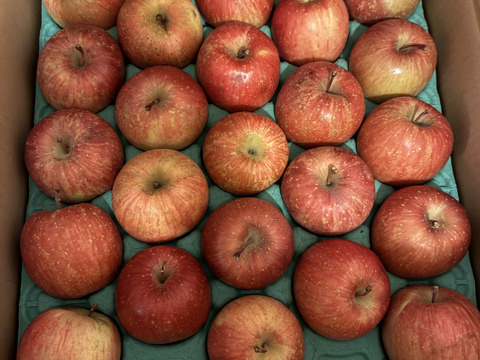 青森県産ミニサンふじ　5キロ