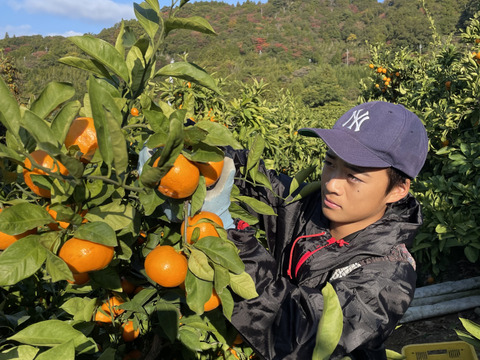 【本場・下津蔵出しみかん】土壁蔵で木箱仕込みし寝かせた熟成みかん｜農家直送