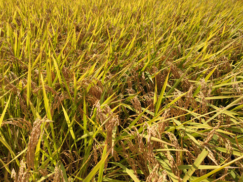 大粒の艶やかな新米！『粒すけ』5kg（玄米）