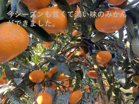 【貯蔵熟成で濃い甘み】濃蜜 青島みかん 5kg｜静岡県から産地直送（糖度12～14度）