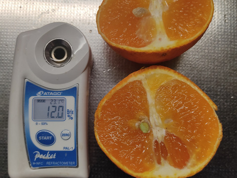 樹上完熟まどんな　家庭用A品　愛媛果試第28号　4キロ