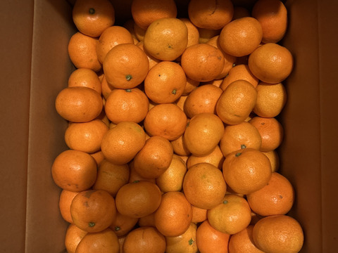 【食べチョクで１番売れてるみかんです！】夕やけみかん（10㎏）小玉（圧倒的人気のみかんです！）
