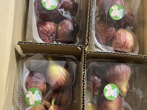 (1.6kg)【秀品厳選・贈答用にも】糖度15度超も！ベテラン農家のふんわりいちじく