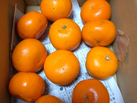 【高級柑橘】完熟麗紅（れいこう）みかんお試し１ｋｇ ご家庭用 農薬不使用 自然栽培 愛媛県産