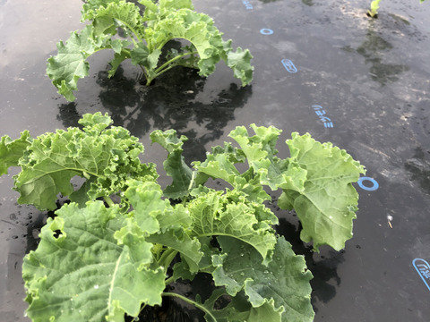 緑の奇跡、腐植の力―自然と共鳴するカリーノケール　栽培期間中農薬不使用　2,000g　農薬・除草剤・化学肥料不使用栽培