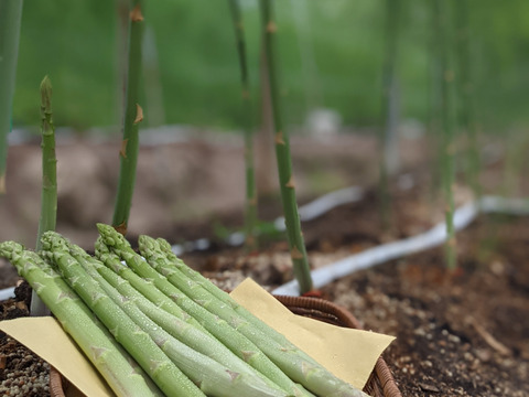 【極太アスパラ】さぬきのめざめ30cm！甘くて柔らか香川県産たっぷり1kg