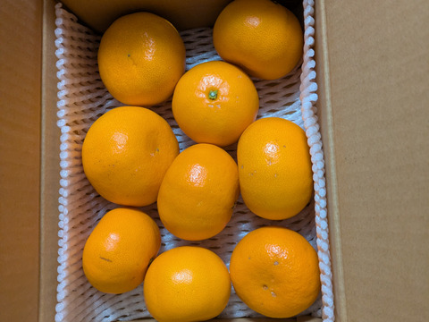 【柑橘の大トロ！】せとか（ご家庭用・２㎏）