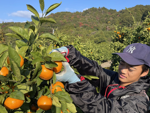 【本場・下津蔵出しみかん】土壁蔵で木箱仕込みし寝かせた熟成みかん｜農家直送