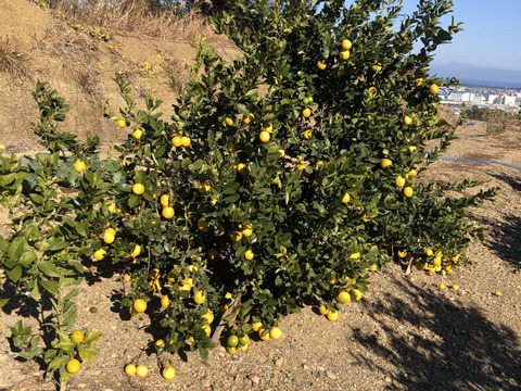 マイヤーレモン（レモンとオレンジのミックス種）2.2ｋｇ（約１５個）