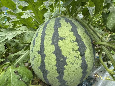 【2個セット・赤肉スイカ】M-L・化学肥料有機肥料不使用・栽培期間中農薬不使用