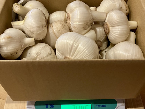 【採れたてフレッシュ】農薬不使用ジャンボニンニク2.4kg、まとめ買いがお得。