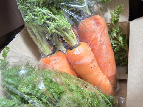 わしゃわしゃ葉付き　新黒田五寸にんじん　自然栽培　自家採種