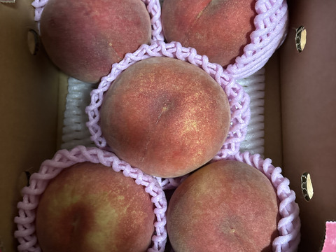 朝採れ 若桃 産地直送約8キロ 🍑【2026年8月下旬桃】1.5kg 5玉前後 収穫した日に発送 家庭用 農家