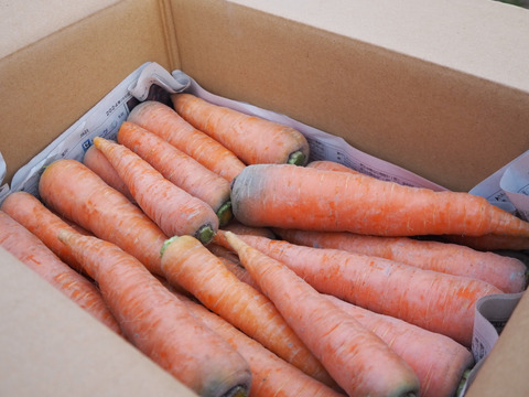 【自然栽培】徳島県産 手しごとの自然な甘みニンジン(4kg)