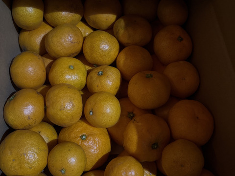 【貯蔵熟成ミカン】完熟早生ミカン 5㎏。サイズ混合。