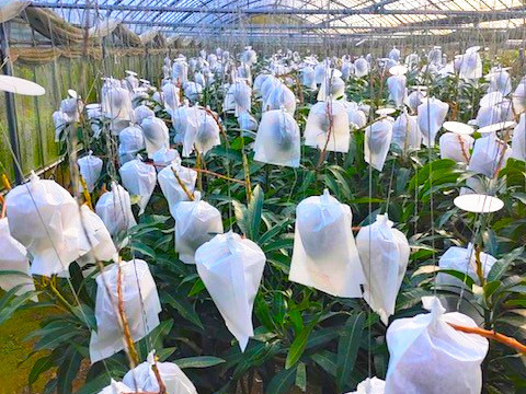 ≪家庭用≫名護市最北端 イナミファームの家庭で楽しむ アップルマンゴー  1.5ｋg