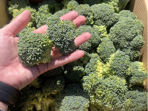 洗って茹でるだけ！特別栽培ブロッコリー