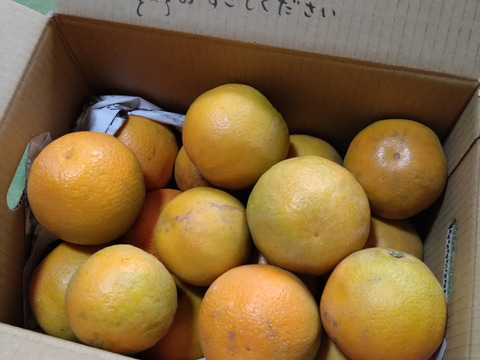 【朝市限定】3kgとみこばぁばのバレンシアオレンジ【希少種】