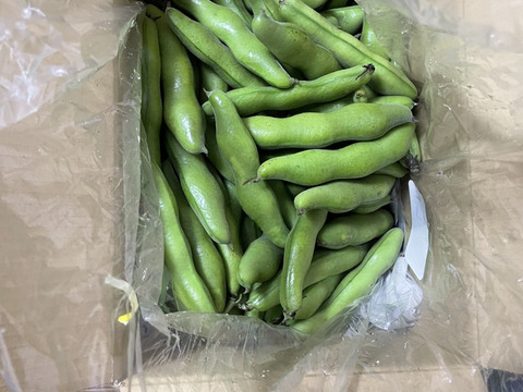 4月下旬から発送　旬の天豆(そら豆) 収穫期間が非常に短いです。