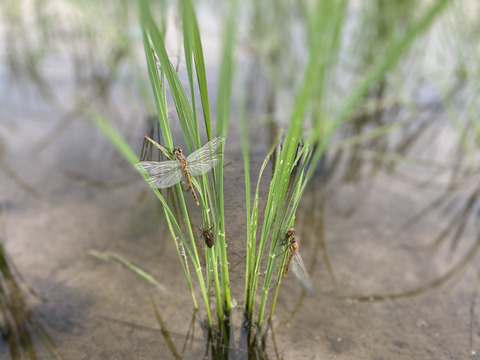 農薬・化学肥料不使用　南信州のこしひかり《精米》10キロ　令和7年産
(分づき対応可)
