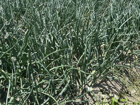 【淡路島産】淡路島玉ねぎ10kg M〜LLサイズ混合