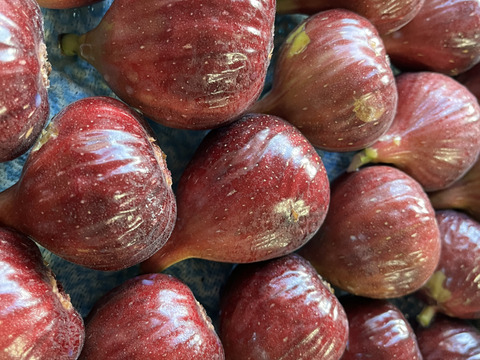 【冷凍/皮むき】城陽産完熟加工用いちじく 2kg