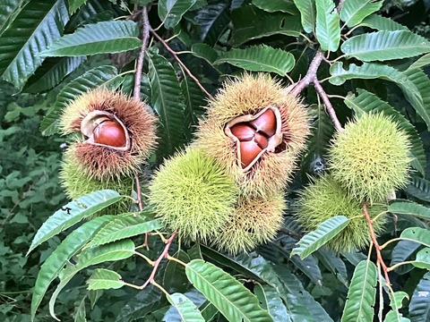 自然栽培♪ ほくほく和栗1kg