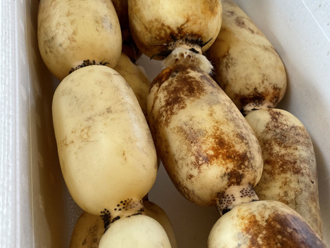 【冬ギフト】野菜ソムリエサミット最高金賞受賞🏅甘くてなめらか！【レンコン】4kg