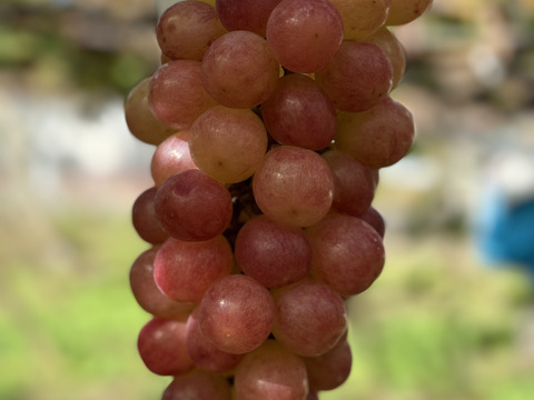 【夏ギフト】産地直送！山梨県産コトピー1kg