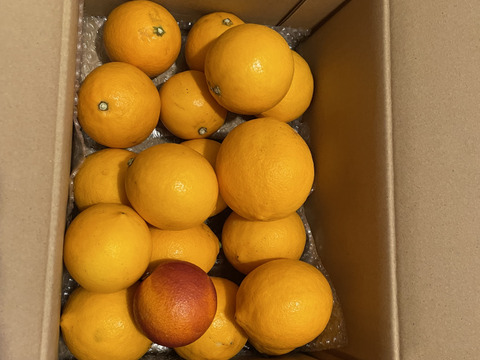 殿堂入り記念セール　箱込約3㌔　マイヤーレモン　皮までバリバリ食べれる美味しさ