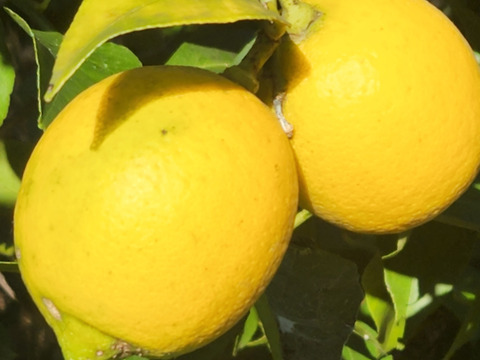 幸せの黄色いレモン娘(栽培期間中農薬不使用・有機肥料・ノーワックス)皮まで食べて❗(5～6個入り)