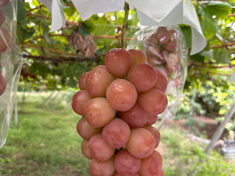 「五つの個性が奏でる、極上のハーモニー」最高級ぶどうセット　3Kg　限定2セットのみ