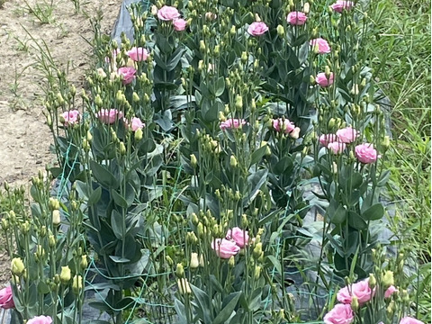 【６本／トルコキキョウ】柔らかな色合いと、上品な花姿が魅力のトルコキキョウ。蕾つき！産地直送、プレゼントOK!仏花にもオススメ！