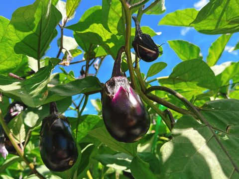 【お漬物セット】皮の柔らかい水茄子と胡瓜のセット商品‼️60サイズの箱でお届け‼️