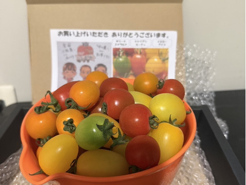 カラフルで甘いミニトマトの【おまかせ】詰め合わせセット（１ｋｇ） 新鮮配送！ 完熟ツヤツヤ！魔法の美味しさ！