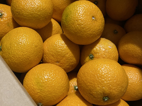 ギリギリまで収穫をガマンしたコク旨スイートスプリング(約8.5kg)