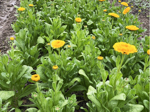 【キンセンカ／20本】素朴なかわいさが魅力のキンセンカ。見ているだけで元気がわいてくる一束です。実はこのお花、花もちがよくてとっても長持ち！