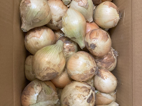 ちょっと訳あり品【極甘】『すごくあま〜い』あま〜くて水々しい淡路島産新玉ねぎ　10kg