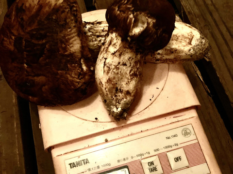 10／24日収穫！つぼみ〜中開き　松茸！100グラム以上！本日17時まで！