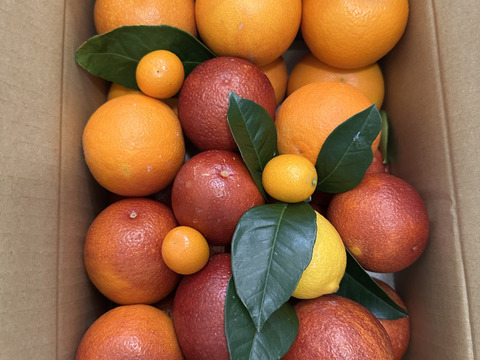 【三ヶ日産】ブラッドオレンジ   約2.5kg