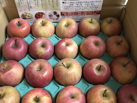 2025年産【家庭用】サンふじ 約5kg 12-23玉 超定番のりんごの王様  11月下旬以降発送予定 長野県産#NAF0B050