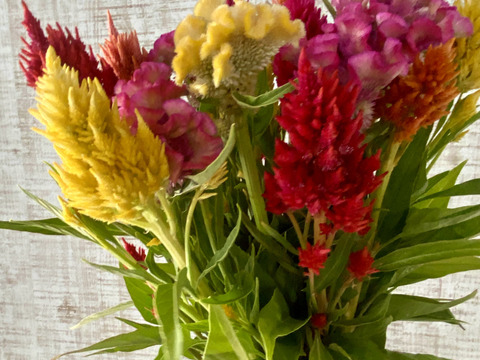 【うー様専用ページ  】クール便、人気あり！【ビビッドに楽しむ夏の花ケイトウ30本！】プレゼントOK!花農家から直送！暑さに強く、炎のような形や色とりどりの花姿が、見るだけで元気とパワーをくれます！