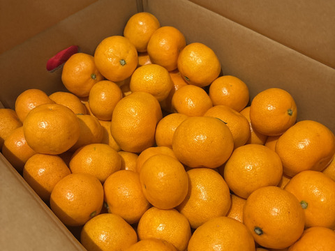 【甘み＆食べやすさ】の二刀流！西果樹園みかんの代表格！西幸みかん【早生みかん５キロ】