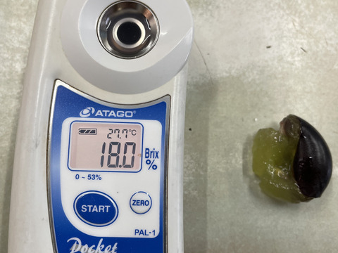 太陽さんさん露地栽培！ジューシー！あま〜い！味に自信あり！紀州有田巨峰村の種あり藤稔（ふじみのり）1kg(３～４房)