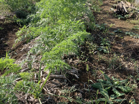 訳ありニンジン1kg◆農薬・肥料・動物性堆肥不使用