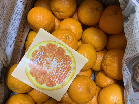 【ぽんかん10㎏家庭用】爽やかな酸味と甘みをギュッと、濃厚なぽんかんをあなたの元へ。（10kgL~3Lご家庭用）