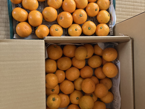 食べ始めると止まらない広島産いしじミカン 小玉 5kg