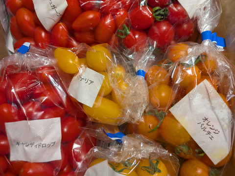 【農薬・化学肥料不使用】くせになる美味しさ！完熟ミニトマトBOX(2kg)